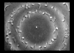 باگز بانی (خوک مریض)